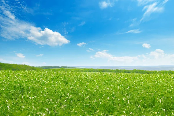 Malerisches grünes Feld und blauer Himmel mit leichten Wolken. — Stockfoto