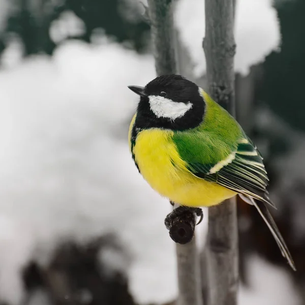 Charming little bunting in the winter garden. — Stock Photo, Image