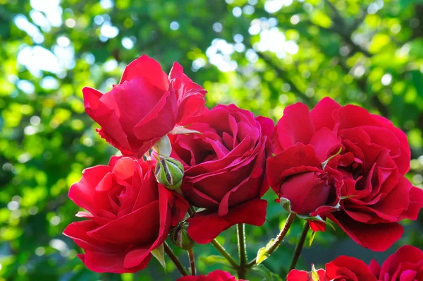 Красивые розы в летнем саду  . — стоковое фото