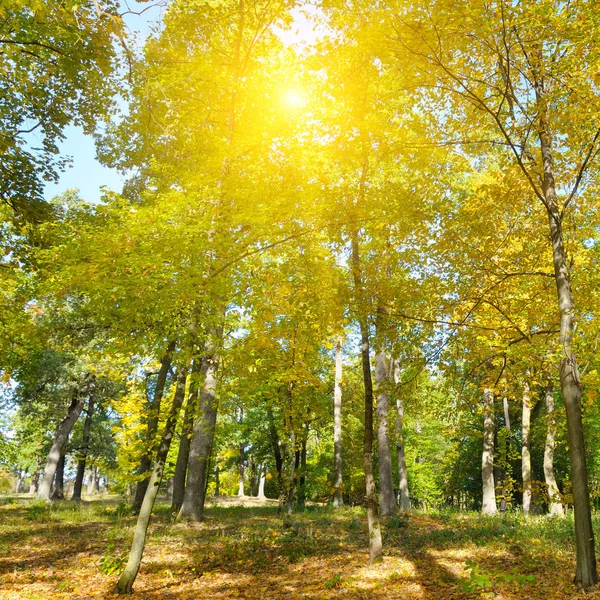 Autumn forest, yellow leaves and the sunset. — Stock Photo, Image