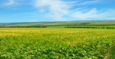 Yeşil alan ve hafif bulutlu mavi gökyüzü. Geniş fotoğraf.
