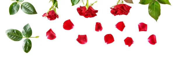 Composition des fleurs. Roses rouges isolées sur fond blanc. Wid ! — Photo