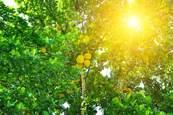 Zralé chlebovník (artocarpus altilis) na stromě. — Stock fotografie