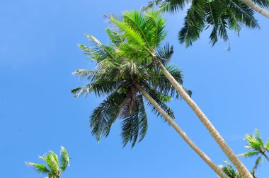 Tropikal ağaçlar mavi gökyüzüne karşı palms.
