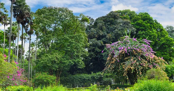 Parque tropical con hermosos árboles y flores. Foto amplia . —  Fotos de Stock