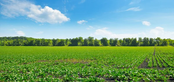 Grüne Rübenfelder und blauer Himmel. breites Foto. — Stockfoto