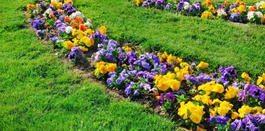 Yaz çiçek yatak ve yeşil çim. Çok renkli Menekşe güzel çiçek deseni. Geniş fotoğraf.