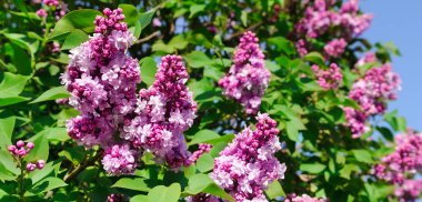 Mor Eflatun çiçekler çiçek arka plan bahar. Geniş fotoğraf.