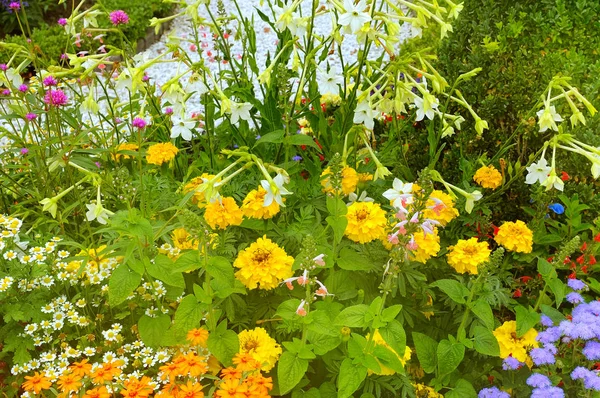 Exuberantes macizos de flores en el jardín de verano. — Foto de Stock