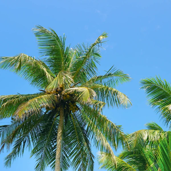 Tropikalne palmy i błękitne niebo. — Zdjęcie stockowe