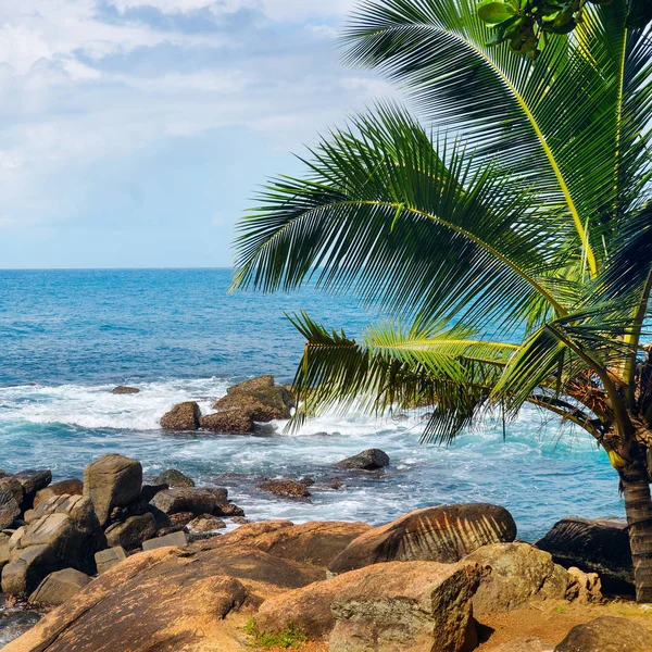 Plaj tropikal okyanus palmiye ağaçları ve lagün ile — Stok fotoğraf