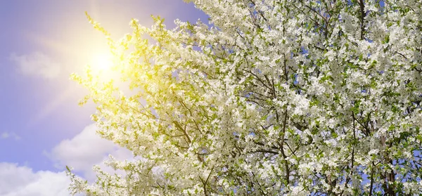 Spring Flowers Beautifully Blossoming Tree Branch Cherry Sakura Sun Natural — Stock Photo, Image