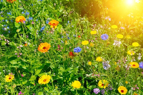 Beautiful bright background. Flowers and sun. — Stock Photo, Image