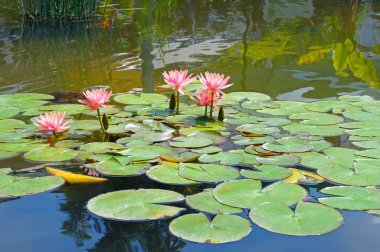 pembe lotus çiçeği veya gölet üzerinde çiçek açmış nilüfer çiçekleri.
