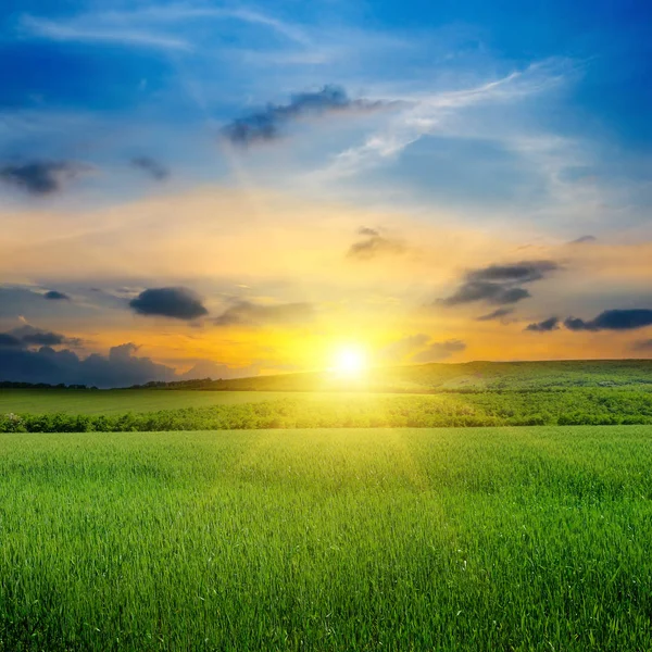 Зеленое поле, восход солнца и голубое небо . — стоковое фото