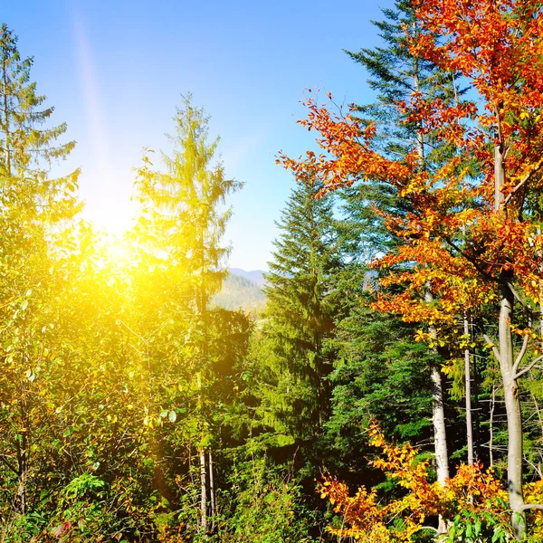 Φθινόπωρο τοπίο σε ένα δάσος, με τον ήλιο χύτευση όμορφες ακτίνες — Φωτογραφία Αρχείου