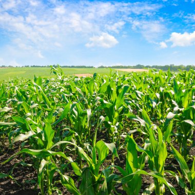 Yeşil mısır tarlası ve parlak mavi gökyüzü.