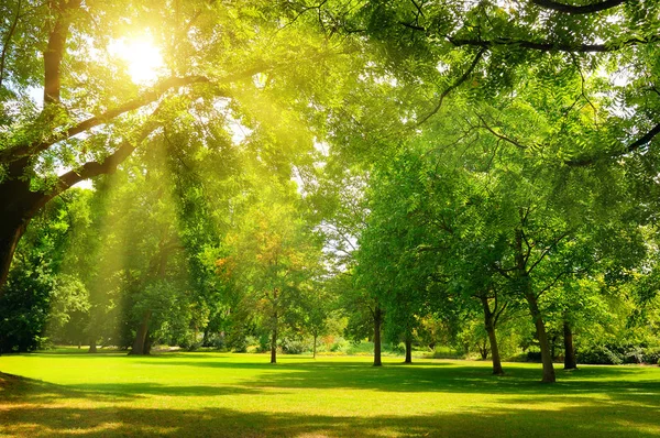 Sunrise beam in the beautiful park. — Stock Photo, Image