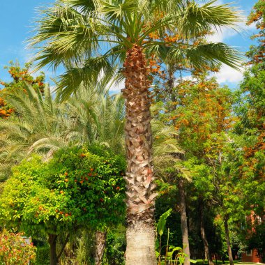 Şehir parkında palmiye ve portakal ağaçları .