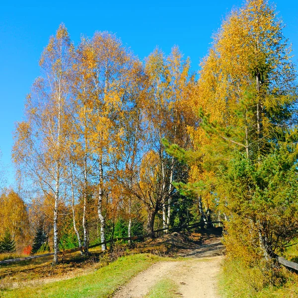 Autumn scenery in a forest, with the sun casting beautiful rays — Stock Photo, Image