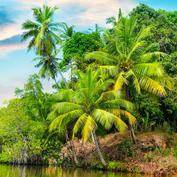 Озеро, кокосові пальми і мангрові ліси. Шрі - Ланка — стокове фото