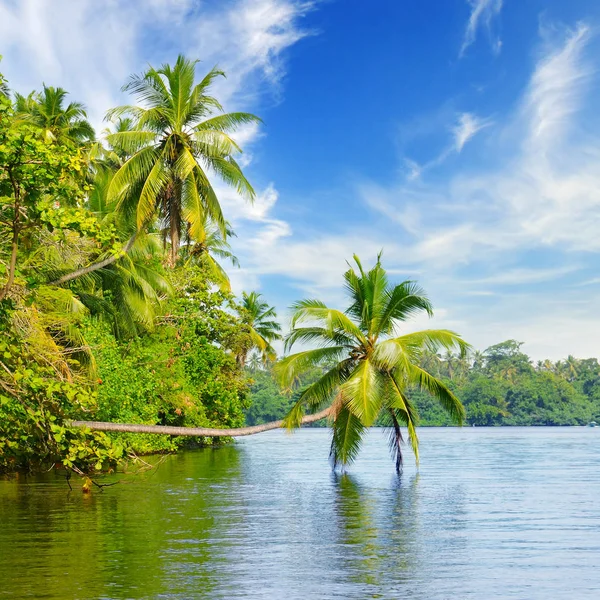 Lago, cocoteros y manglares. Sri Lanka — Foto de Stock