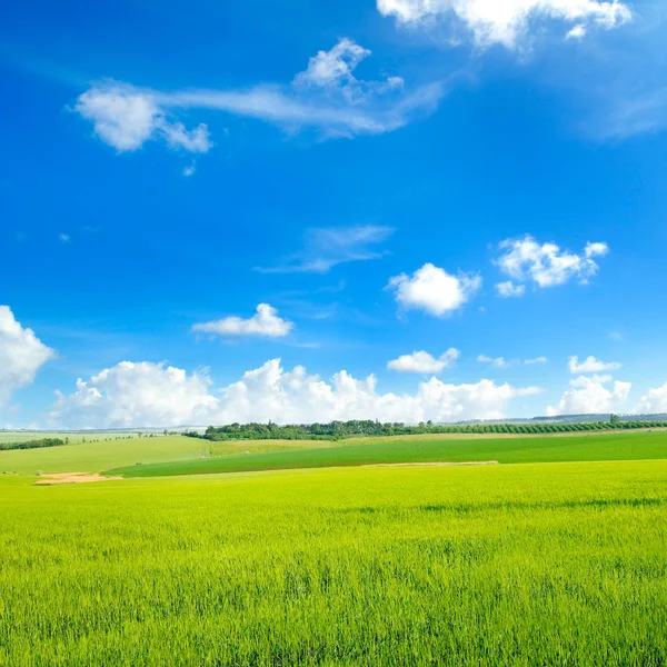 Malownicze zielone pole i błękitne niebo. — Zdjęcie stockowe