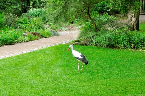 Letni park. Młody bocian na tle zielonego trawnika. — Zdjęcie stockowe