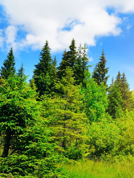 Nadelwald an einem steilen Berghang. — Stockfoto