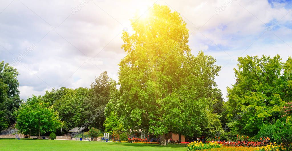 summer park with beautiful green lawns . Wide photo .