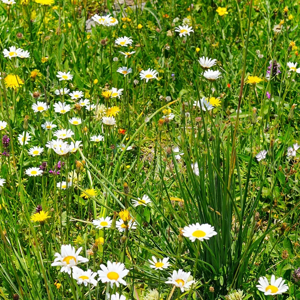 Prachtige natuur scene met bloeiende medische kamille. — Stockfoto