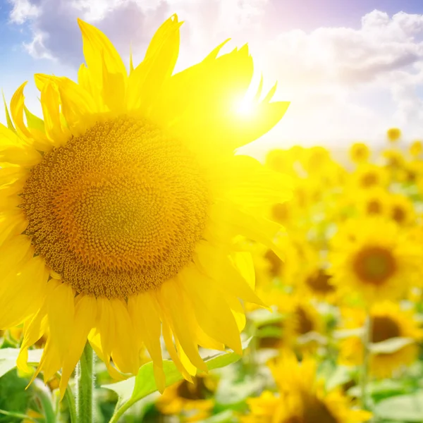 明亮的黄色向日葵和太阳. — 图库照片