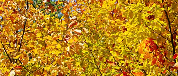 Automne jaune feuilles fond dans la journée ensoleillée. Grande photo . — Photo
