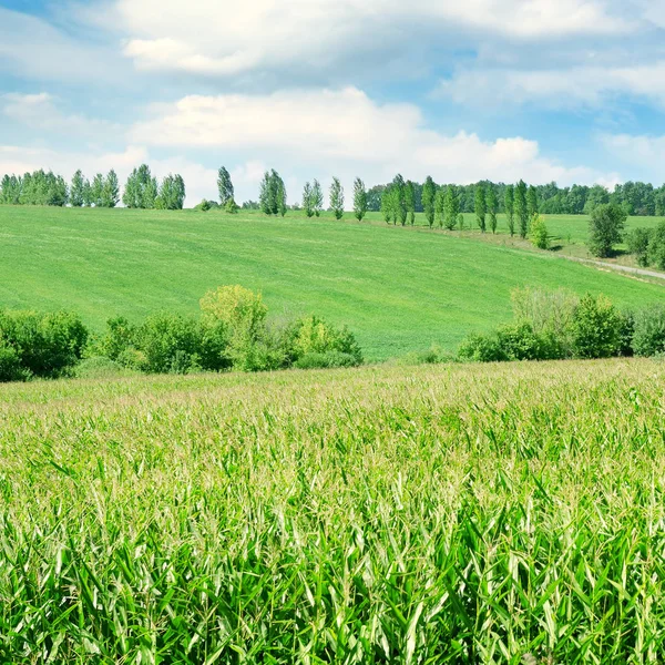 Campo de milho verde e céu azul brilhante . — Fotografia de Stock