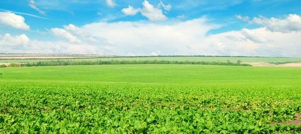 Groene bietenveld en blauwe lucht met lichte wolken. Landbouwbeleid — Stockfoto