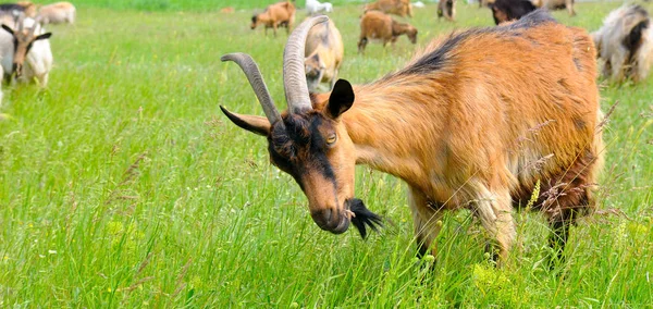 A Flock goats on a green meadow. Wide photo. — ストック写真