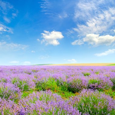 bir arka plan mavi gökyüzünde alanda çiçek açan lavanta.