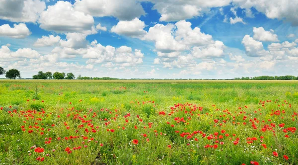 Bright scarlet poppies and blue sky. Wide photo. — 스톡 사진