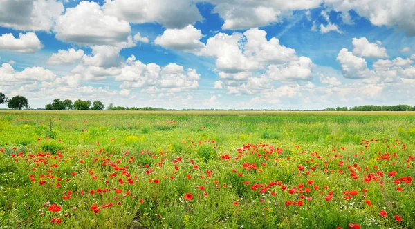 Skarlagenfargede valmuer og blå himmel. Brede bilde . – stockfoto