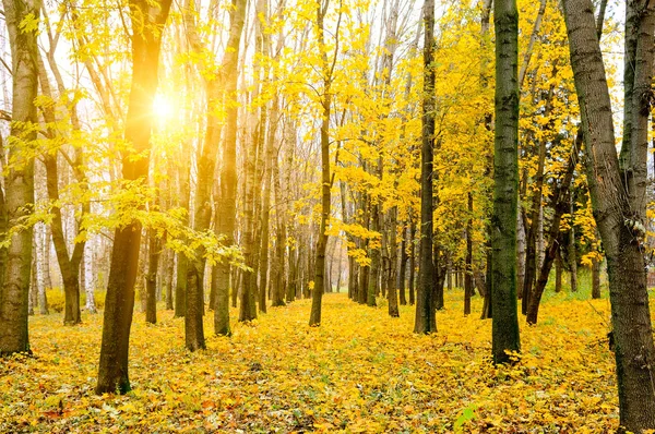 Herbstlicher Outdoor-Park, buntes Laub, blauer Himmel, Sonne scheint durch — Stockfoto