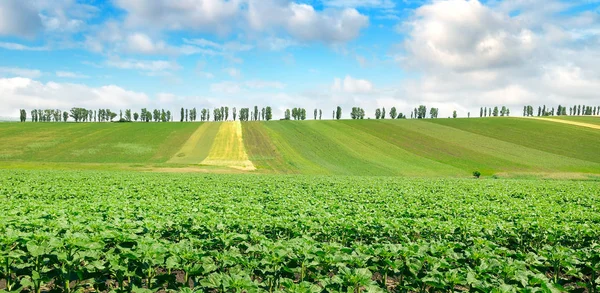 Field sprouts sunflower and blue sky . Wide photo. — Stock Photo, Image