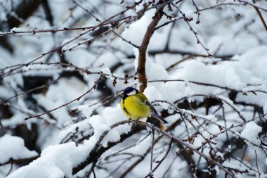 Baştankara ağaç dalına kışın oturur..