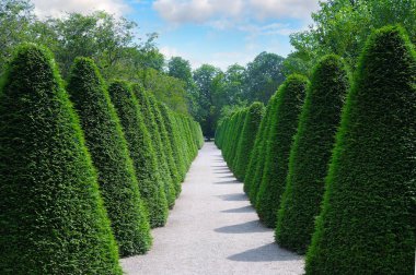 Şehir parkında Cypress Alley. peyzaj tasarımı