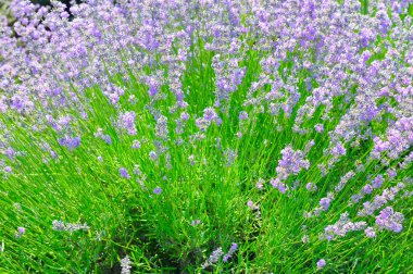 Parlak çiçekli lavanta çalısı.