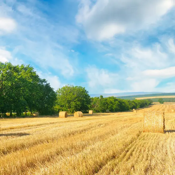 Straw bales on a wheat field and blue sky. — Stock Photo, Image