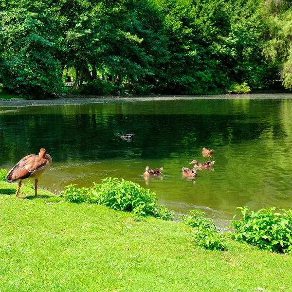 Anatre domestiche e oche nuotano nello stagno . — Foto Stock