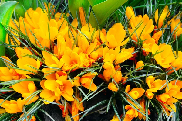 Yellow crocus flowers on a flower bed. Spring background. — Stock Photo, Image