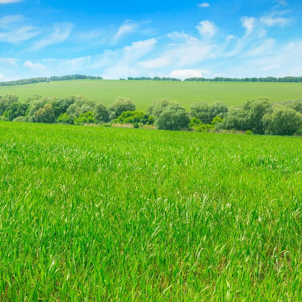 Yeşil buğday tarlası ve mavi gökyüzü. — Stok fotoğraf