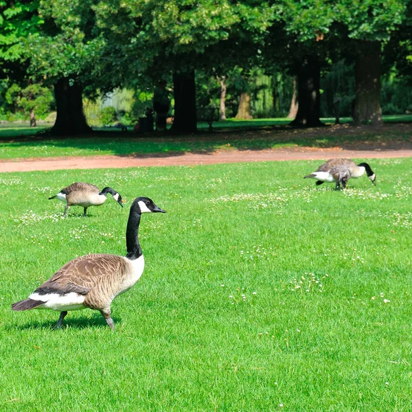 Gansos grises en un prado verde en un parque . — Foto de Stock