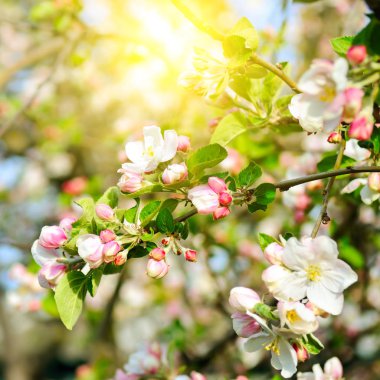 Güneşin ışınları elmanın yaprakları ve çiçekleri arasında parlıyor.
